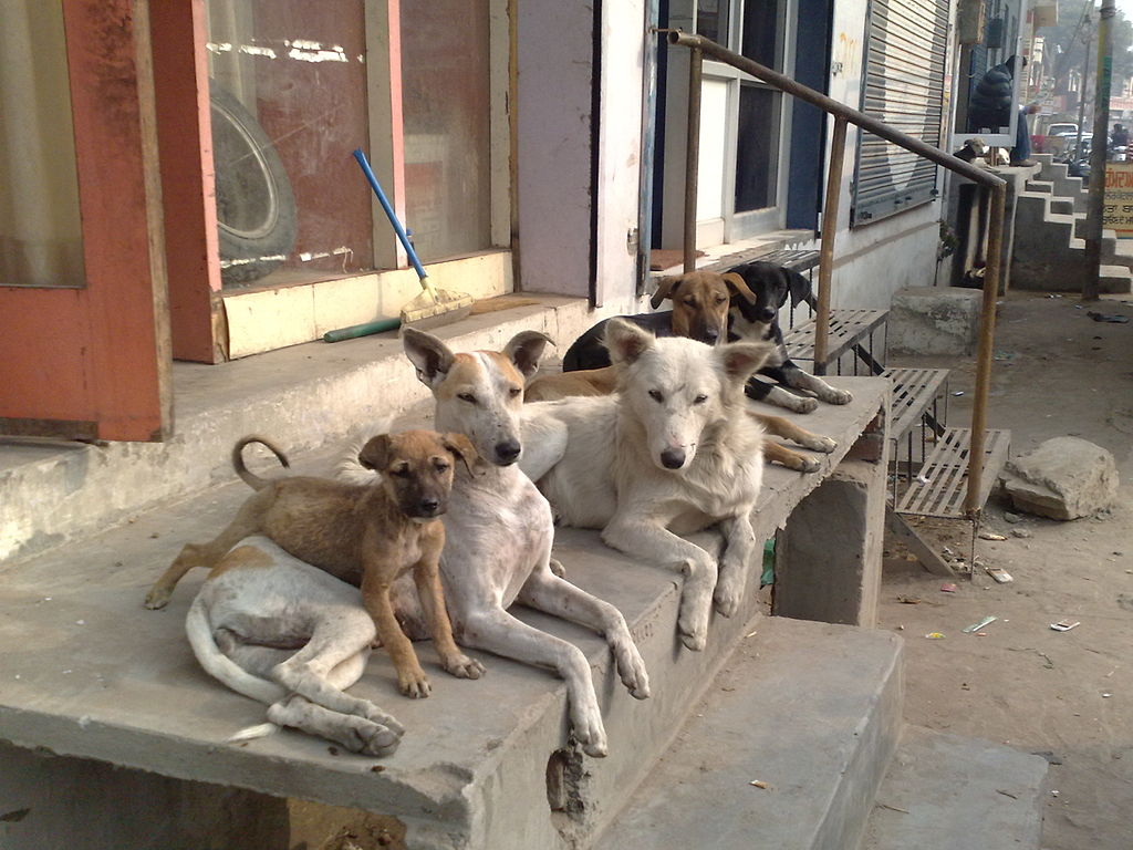 cuttack residents- stray dog funeral-