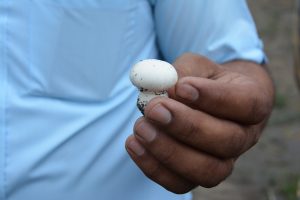 An Unconventional Crop That Now Earns Lakhs Annually for This Bihar Woman Farmer