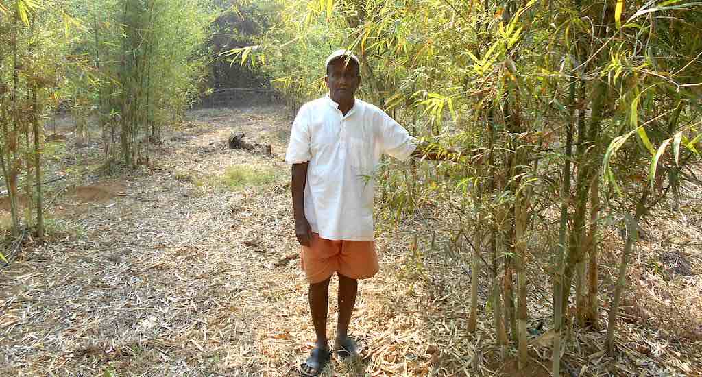 Rane Guruji, an 80-year-old farmer of Kasal village, in his bamboo plantation. (Photo by Hiren Kumar Bose)