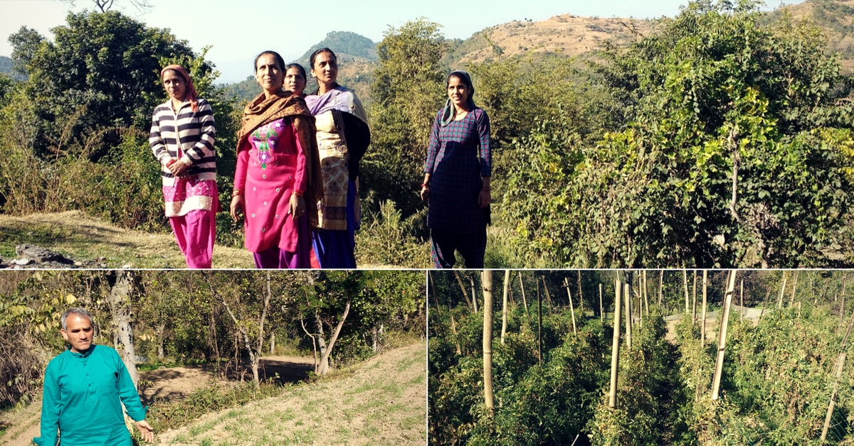 This Himachal Community Not Only Tackled Crop Failure, but Raised a Bumper Crop!