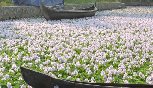 water-hyacinths-killing-your-lake-these-kerala-researchers-will-save-it