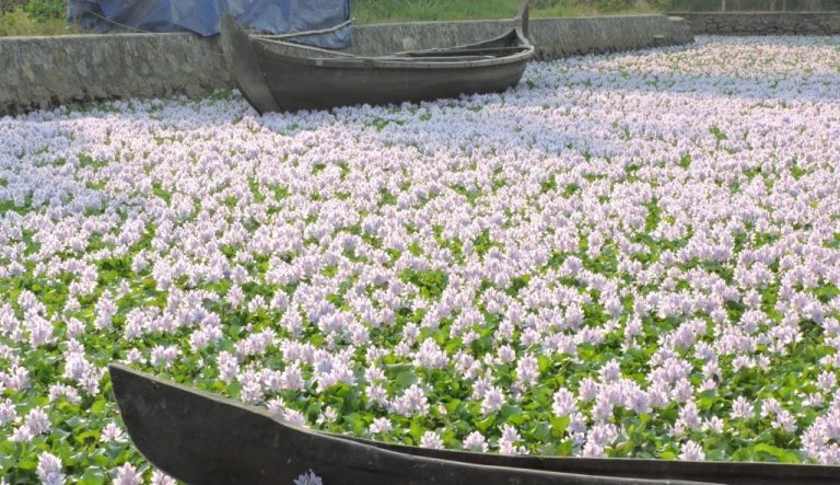 water hyacinth research articles 2019