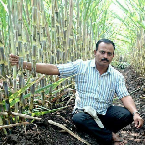 A Farmer from Maharashtra Suresh Kabade Grew 100 Tonnes of 20Foot Tall Sugarcane in One Acre
