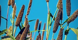Through Schools and the PDS, the Humble Millet Is Battling India's Health Problems