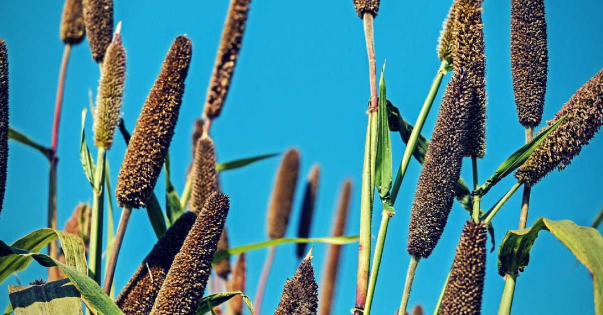 Millets. Picture Courtesy: Pixabay.