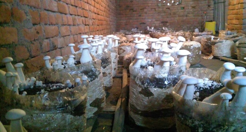 Mushrooms are being cultivated indoors in Anantpur. (Photo by Mohd Imran Khan)