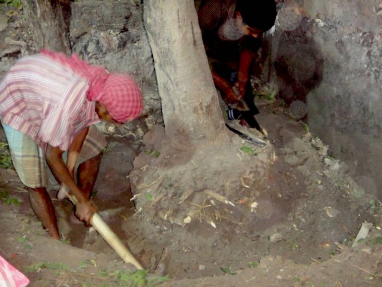 Here Are 9 Steps Through Which You Can Safely Relocate a Tree