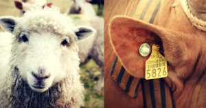 India Has Tagged Lakhs of Sheep, Cows and Camels. Here's Why This Is a Good Move