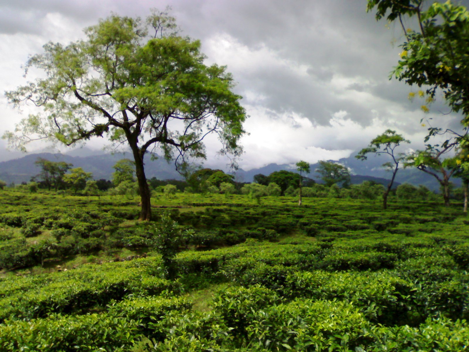 Tea garden in the Dooars. Picture Courtesy: Wikipedia.