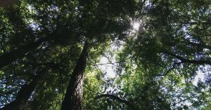 This Is the Cheapest Way to Save the Planet, and the Science Proves It