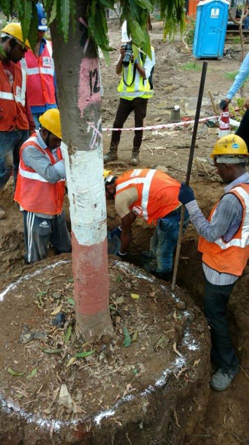 Here Are 9 Steps Through Which You Can Safely Relocate a Tree