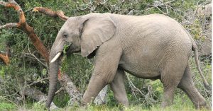 This Elephant Rescue Operation Takes 'Kindness to Animals' to Another Level!