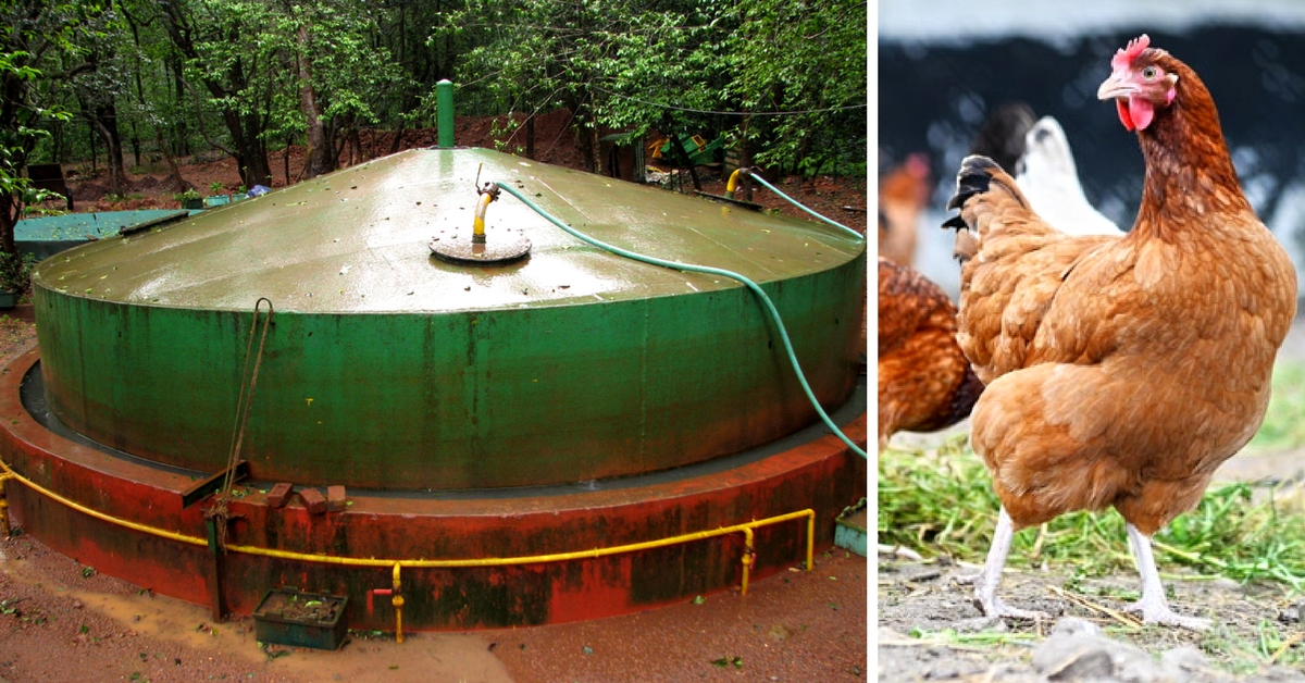How an Innovative Poultry Farmer is Generating Electricity from Chicken Droppings