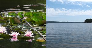 India's Lakes Can Breathe Again, Thanks to This Invention Developed by IICT's Scientists!