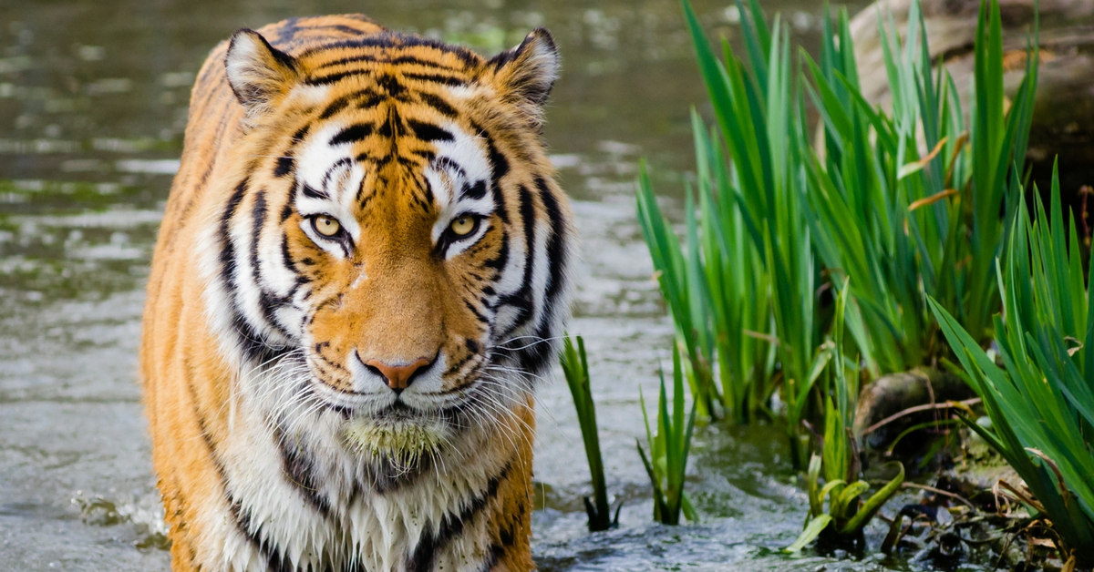 Video: Here’s How India’s Population of Tigers Is Calculated Every Four Years