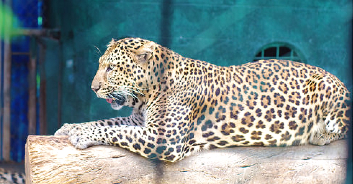 Video: Brave Veterinarian Jumps Into a 30-Foot Well to Save a Leopard