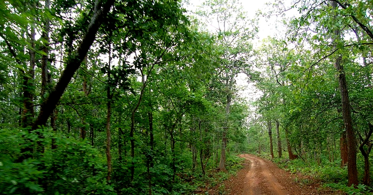 Similipal Forest