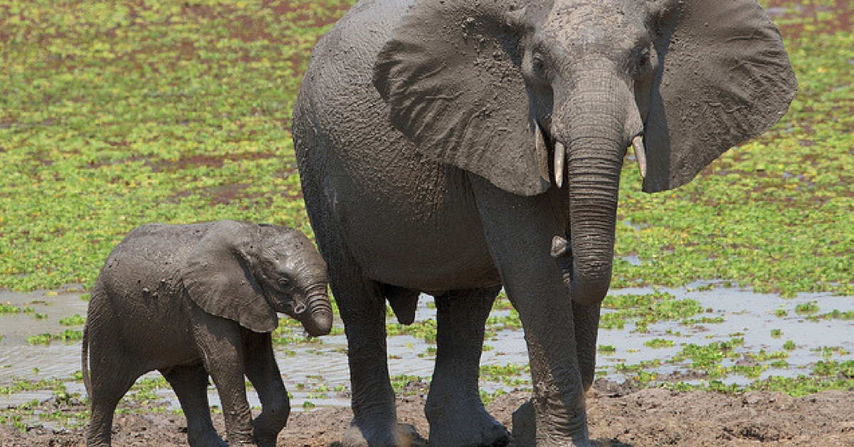 Video: This Touching Elephant Reunion Will Make Your Heart Melt