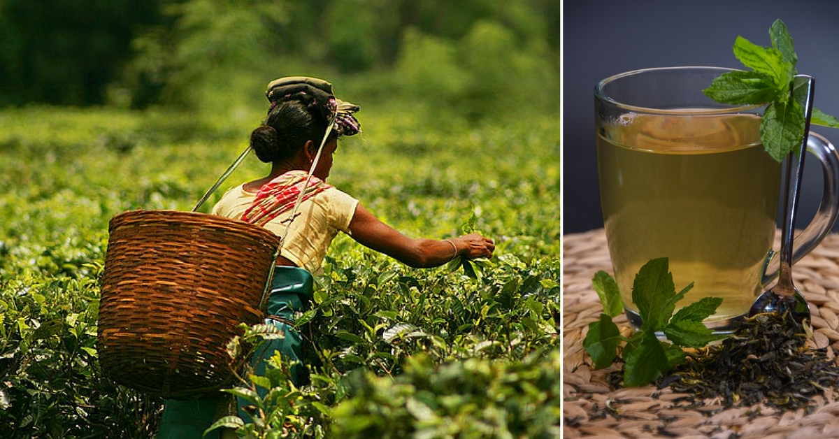 Video: How an Assam Woman Grew One of the Rarest Teas in the World