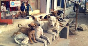 Cuttack Residents' Dignified Funeral for a Stray Dog Will Melt Your Heart!