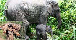 Watch: Mettupalayam Forest Official Carries Baby Elephant to Its Mother!