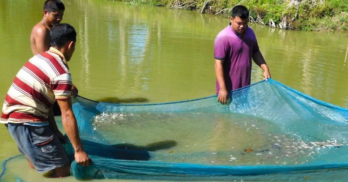 From Rs 3K per Year to Rs 2.75 Lakh a Year: How Fish Seeds Are Transforming Assam