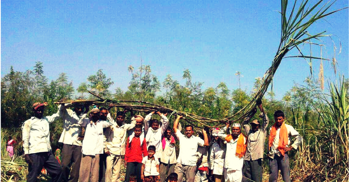 A Farmer from Maharashtra Suresh Kabade Grew 100 Tonnes of 20Foot Tall Sugarcane in One Acre