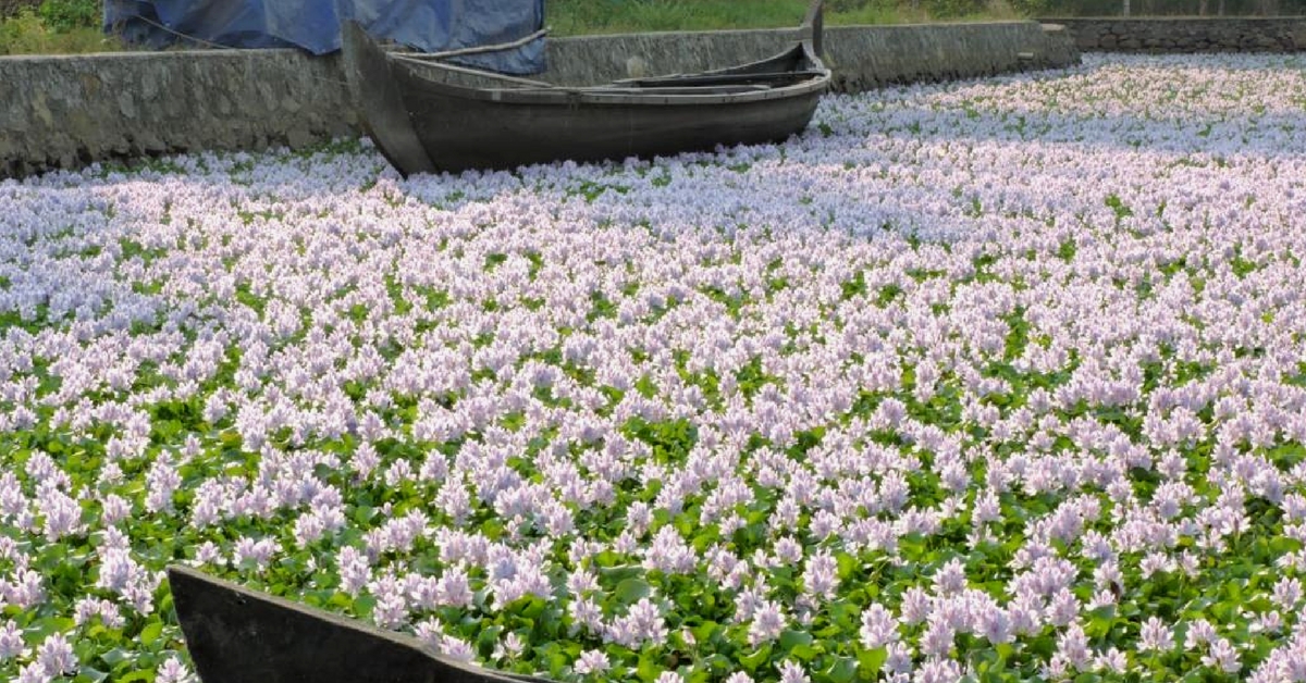Water Hyacinths Killing Your Lake? These Kerala Researchers Will Save It!
