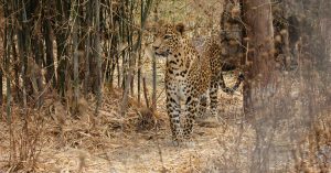 Video: Here's How This Team Helped Reunite a Mother Leopard With Her 3 Cubs
