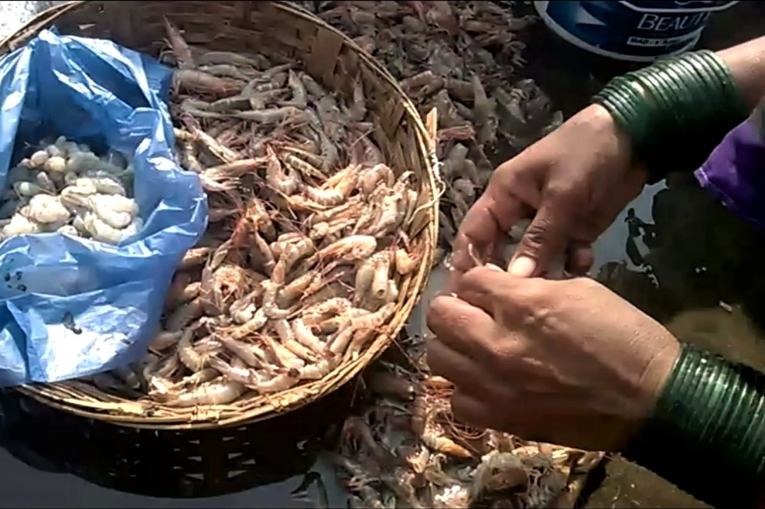 Prawns into Plastic: Ingenious Australian Teen Turns Shrimp Shells into  Biodegradable Plastic Wrap