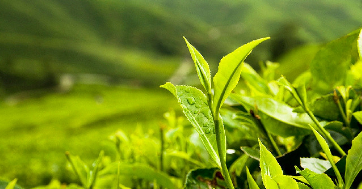 Get Your Organic Tea Straight from the Farmers, Thanks to This Wayanad Collective