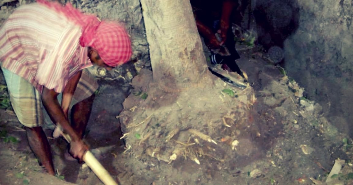 Here Are 9 Steps Through Which You Can Safely Relocate a Tree