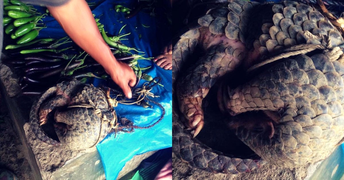 In Manipur A Couple Buys Wildlife From Poachers For An Amazing Reason