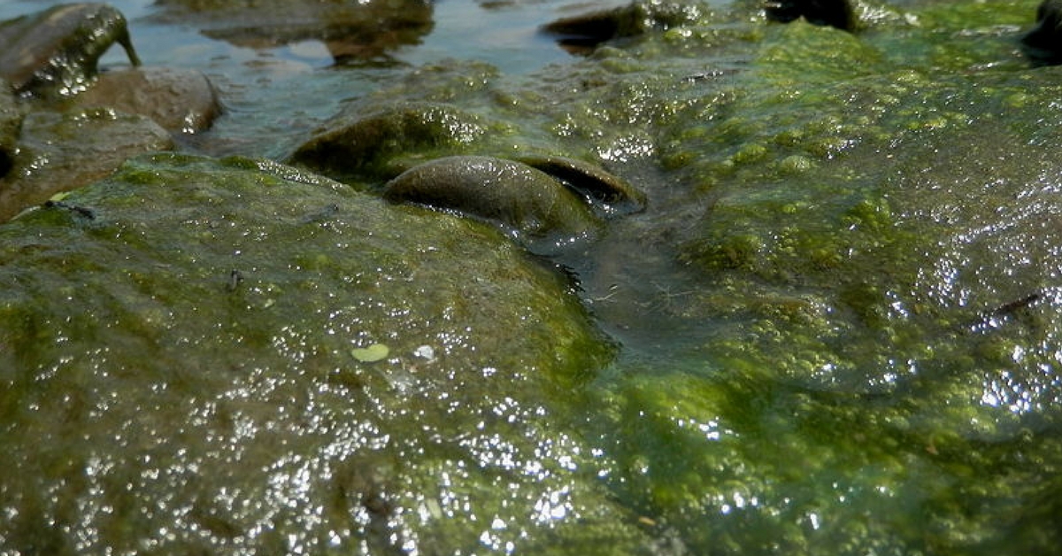 Don't swim in or near algae. Image Courtesy: Wikimedia Commons.