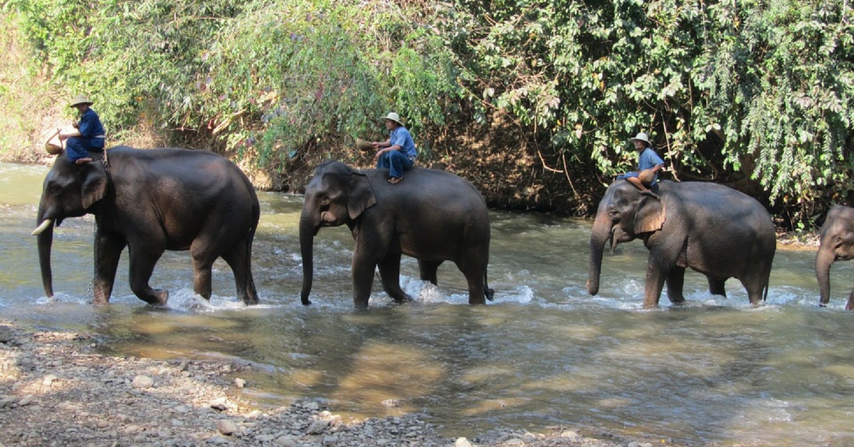 Corbett National Park’s Adored Safari Elephants Get a Retirement Party!
