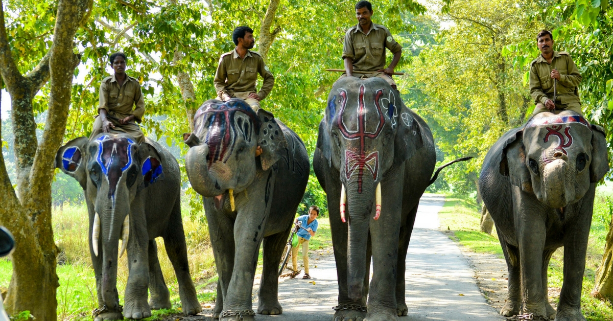 Elephants are used extensively in national parks. Picture Courtesy: Wikimedia Commons.