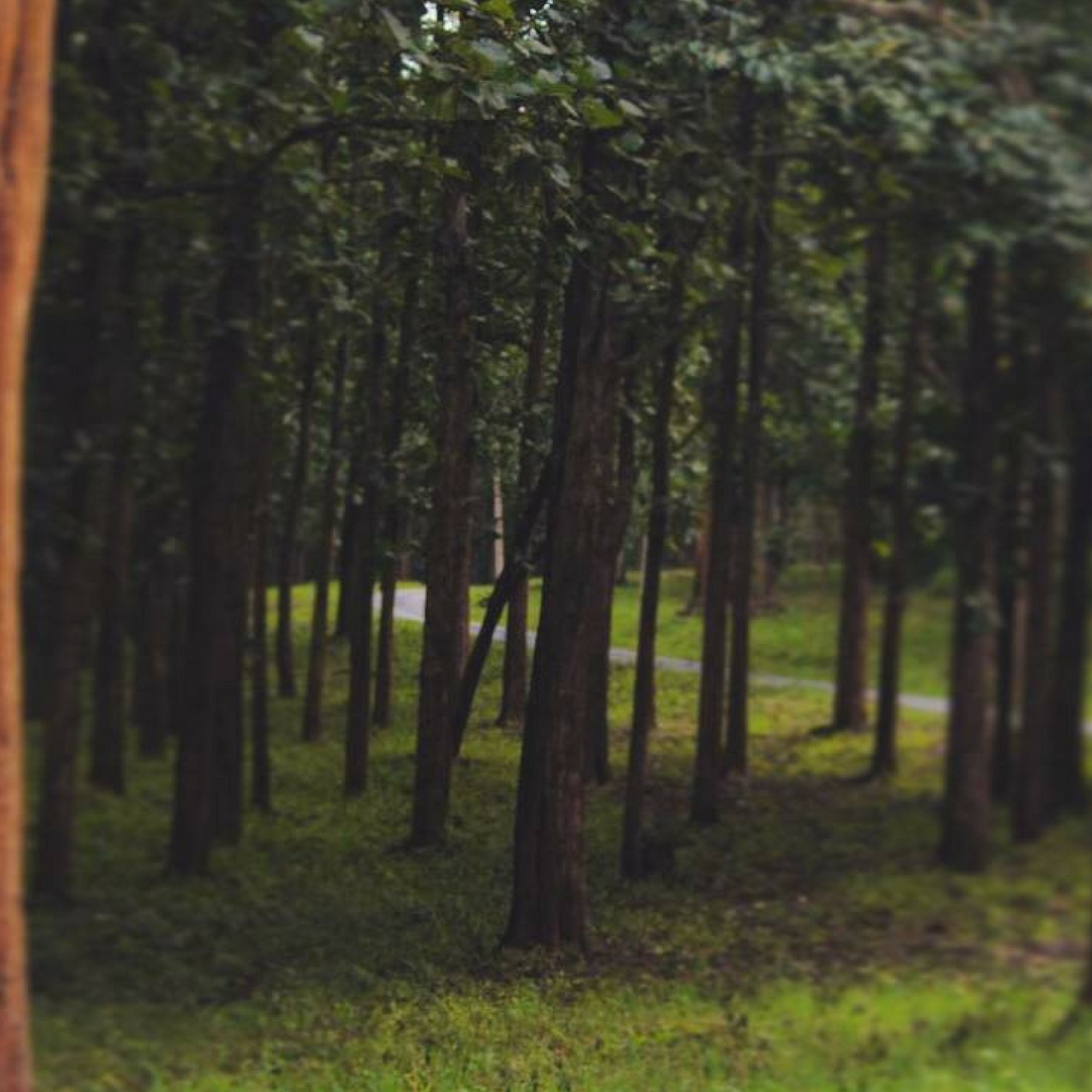 Forests, the lungs of our nation. India. Picture Courtesy: Instagram.