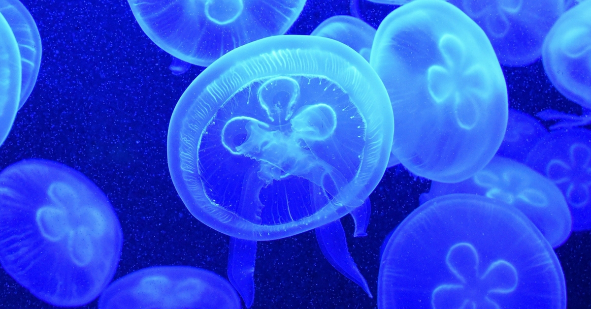 Jellyfish are beautiful to look at, but can cause you great distress while swimming. Image Courtesy: Pexels.