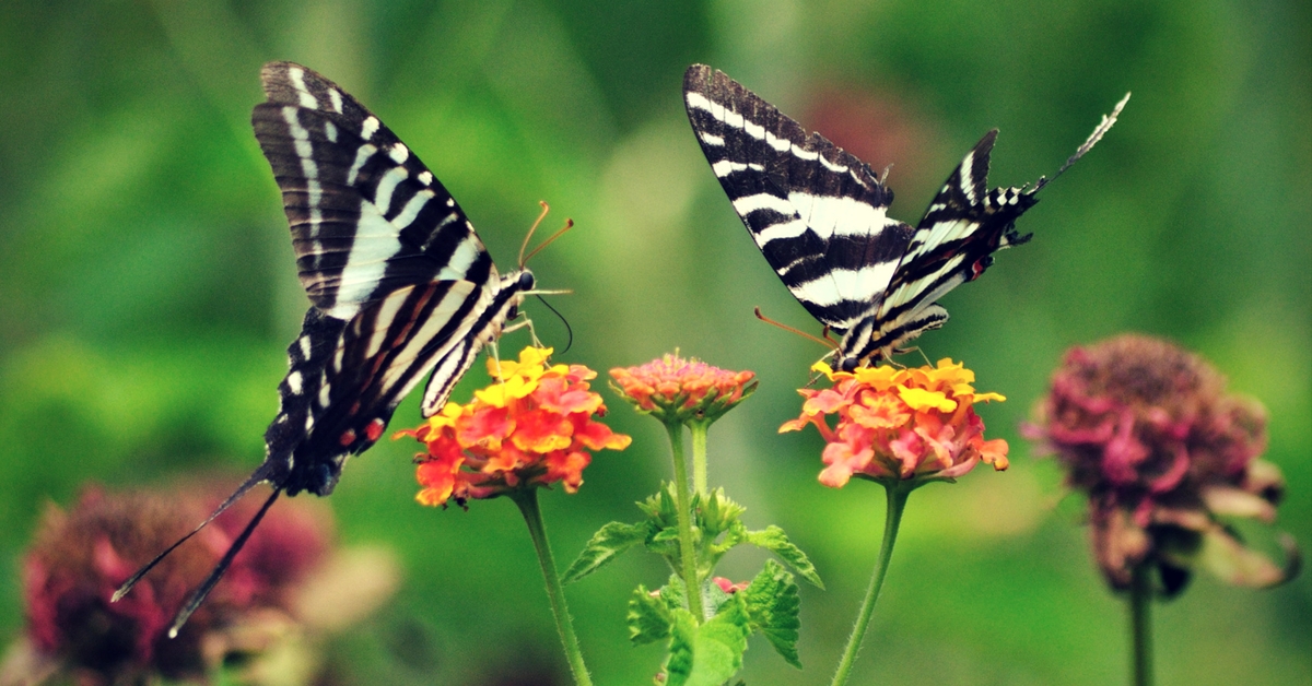 Kerala is all set for a chain of butterfly parks.Representative image only. Image Courtesy:Pixabay.