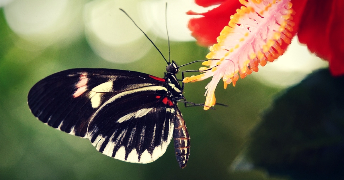 Kerala's butterfly parks will be a welcome retreat for citizens as well.Representative image only. Image Courtesy:MaxPixel