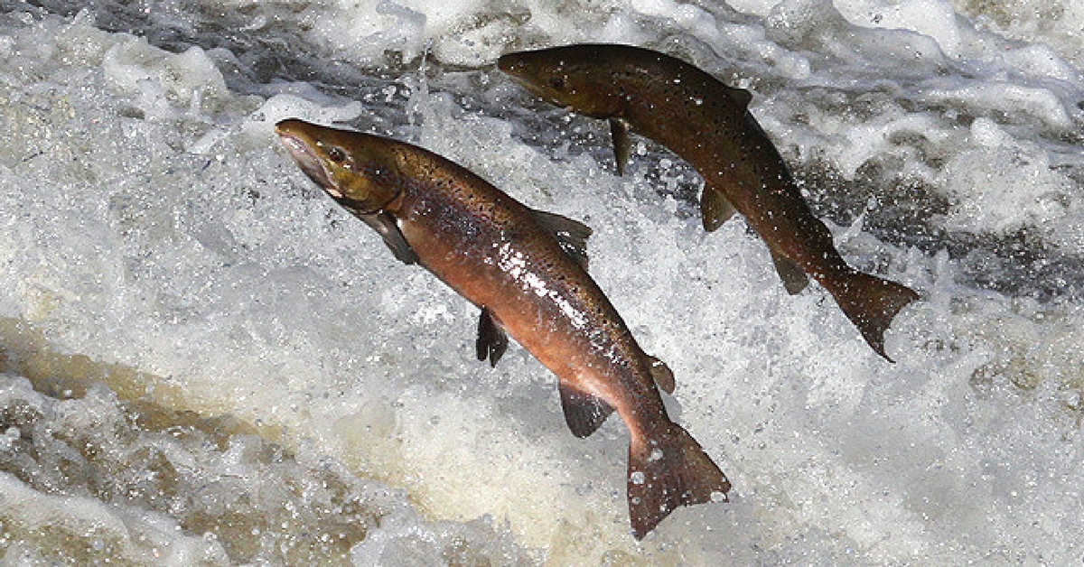 Leave the upstream swim to the salmon.Image Courtesy: Geograph.