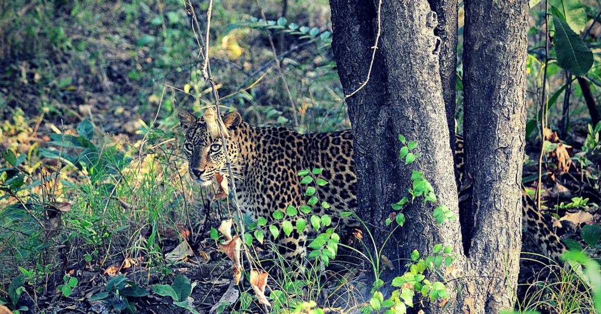 Leopards are very shy, secretive, and will prefer avoiding humans.Image Courtesy: Wikimedia Commons.