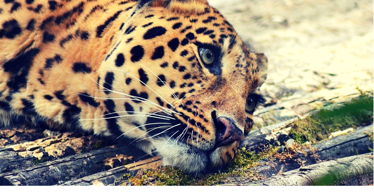 It Is Time We Showed the Leopard Some Compassion; Here’s What You Should Do