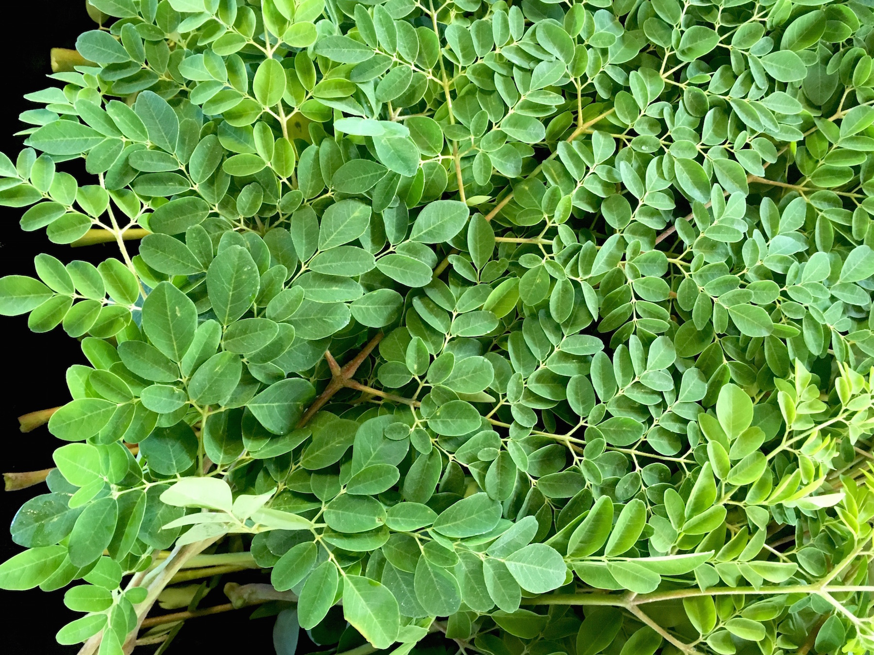 Moringa is known for its nutritional value and history as a dietary staple.