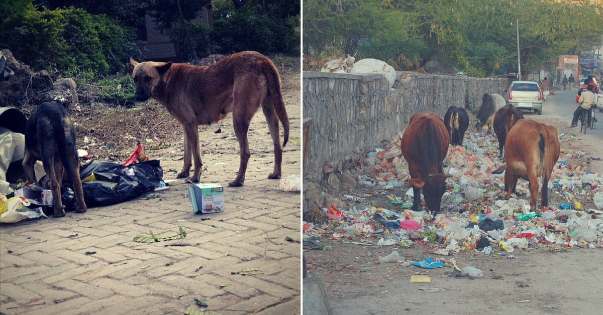 Open garbage attracts feral animals that surprisingly make up the leopard's primary prey base.Representative Image only. Image Courtesy: Wikimedia Commons.