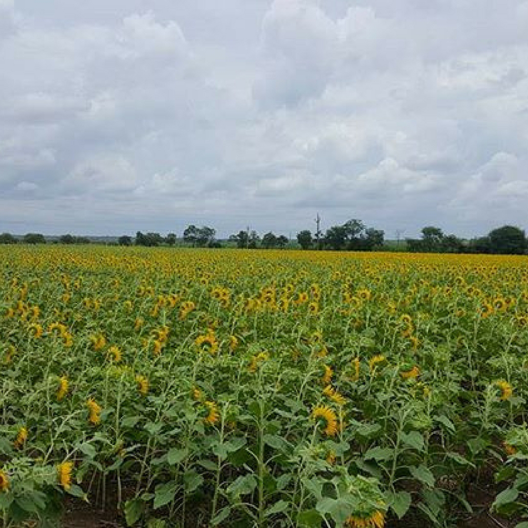 Rows and rows of sunflowers growing somewhere in Maharashtra, India. Picture Courtesy: Instagram.