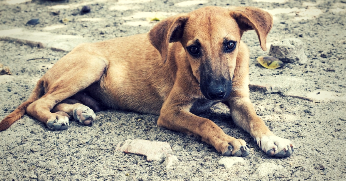 The Roys bought Gulgul, their pet dog, home from a park when he was a pup.Representative image only. Image Courtesy:Pixabay.