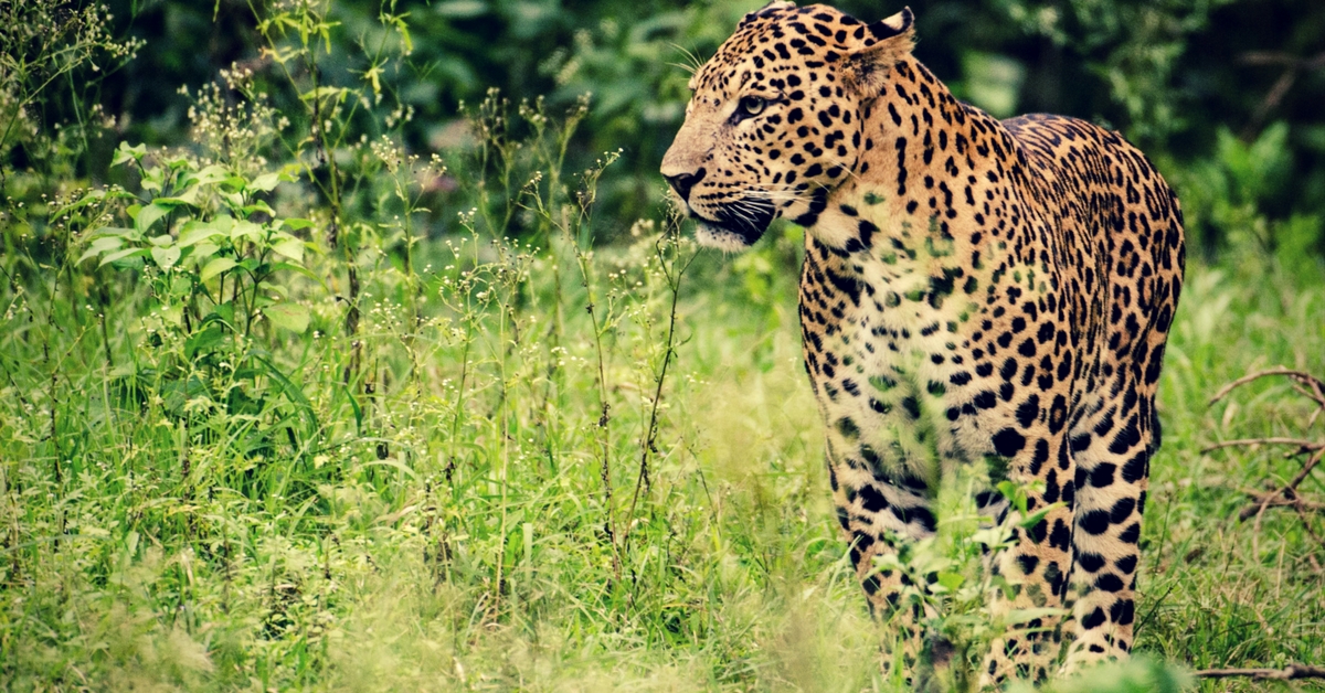 The leopard, a breathtaking cat, deserves better.Image Courtesy: Wikimedia Commons.