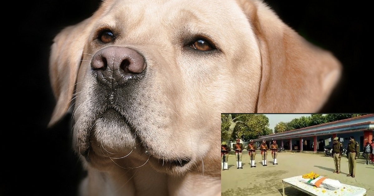 This Incredibly Brave Police Dog Got a Full Guard of Honour at His Funeral