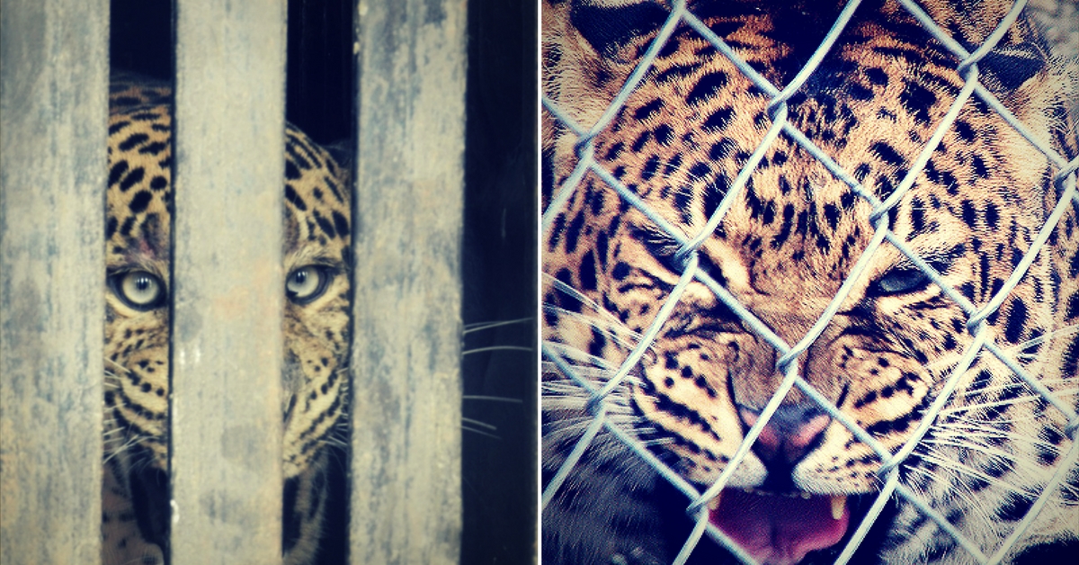 Trapping and caging a wild leopard has an immensely adverse effect on its psyche.Representative image only.Image Courtesy: Pixabay.